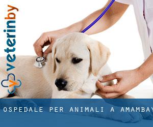 Ospedale per animali a Amambay