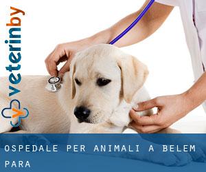 Ospedale per animali a Belém (Pará)