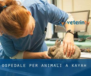 Ospedale per animali a Kayah