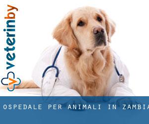 Ospedale per animali in Zambia