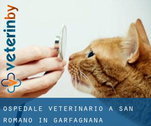 Ospedale Veterinario a San Romano in Garfagnana