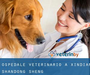 Ospedale Veterinario a Xindian (Shandong Sheng)