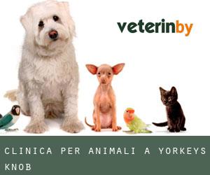 Clinica per animali a Yorkeys Knob