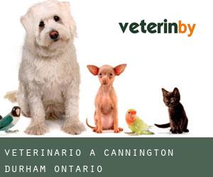 veterinario a Cannington (Durham, Ontario)