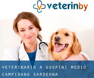 veterinario a Guspini (Medio Campidano, Sardegna)