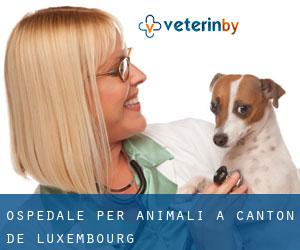 Ospedale per animali a Canton de Luxembourg Ospedale per animali a Canton de Luxembourg