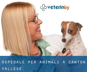 Ospedale per animali a Canton Vallese