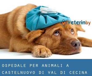 Ospedale per animali a Castelnuovo di Val di Cecina