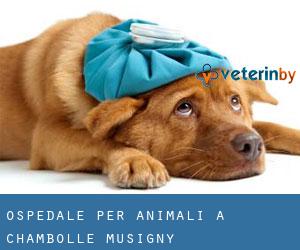 Ospedale per animali a Chambolle-Musigny