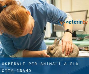 Ospedale per animali a Elk City (Idaho)