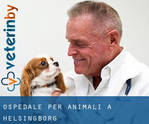 Ospedale per animali a Helsingborg Ospedale per animali a Helsingborg