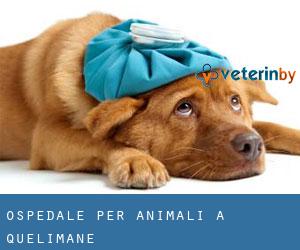 Ospedale per animali a Quelimane