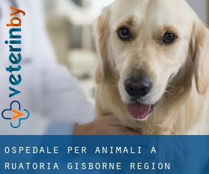 Ospedale per animali a Ruatoria (Gisborne Region)