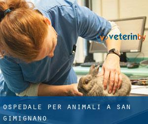 Ospedale per animali a San Gimignano