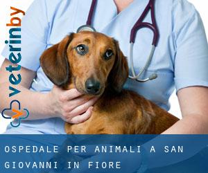 Ospedale per animali a San Giovanni in Fiore