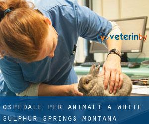 Ospedale per animali a White Sulphur Springs (Montana)