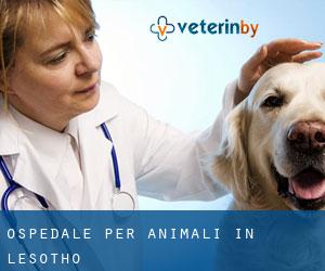 Ospedale per animali in Lesotho Ospedale per animali in Lesotho