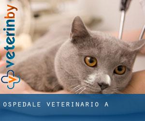 Ospedale Veterinario a 연천군 Ospedale Veterinario a 연천군
