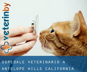 Ospedale Veterinario a Antelope Hills (California)