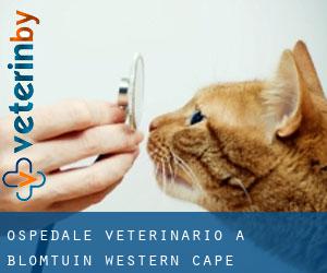 Ospedale Veterinario a Blomtuin (Western Cape)