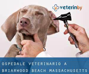 Ospedale Veterinario a Briarwood Beach (Massachusetts)