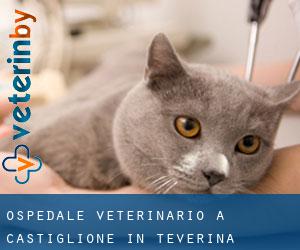 Ospedale Veterinario a Castiglione in Teverina