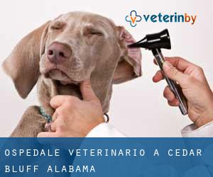 Ospedale Veterinario a Cedar Bluff (Alabama)