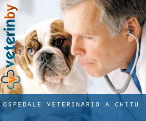 Ospedale Veterinario a Chitu