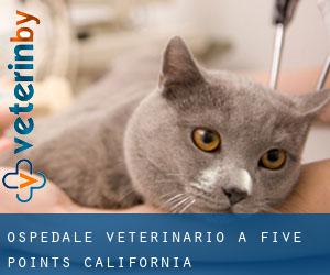 Ospedale Veterinario a Five Points (California)