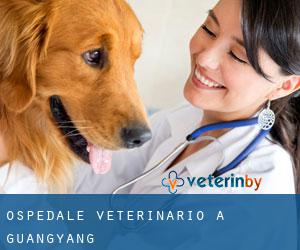 Ospedale Veterinario a Guangyang