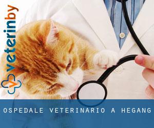 Ospedale Veterinario a Hegang Ospedale Veterinario a Hegang