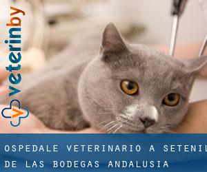 Ospedale Veterinario a Setenil de las Bodegas (Andalusia)