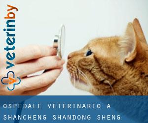 Ospedale Veterinario a Shancheng (Shandong Sheng)