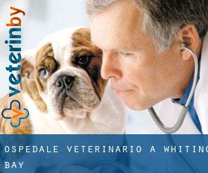 Ospedale Veterinario a Whiting Bay