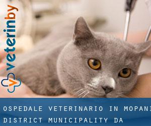 Ospedale Veterinario in Mopani District Municipality da capoluogo - pagina 1