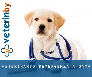 Veterinario d'Emergenza a Gaya Veterinario d'Emergenza a Gaya