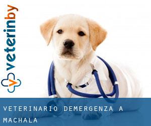 Veterinario d'Emergenza a Machala Veterinario d'Emergenza a Machala