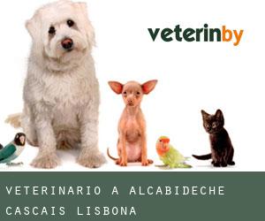 veterinario a Alcabideche (Cascais, Lisbona)