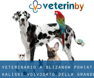 veterinario a Blizanów (Powiat kaliski, Voivodato della Grande Polonia)