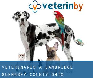 veterinario a Cambridge (Guernsey County, Ohio)