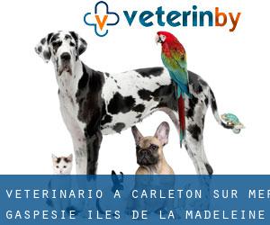veterinario a Carleton-sur-Mer (Gaspésie-Îles-de-la-Madeleine, Quebec)