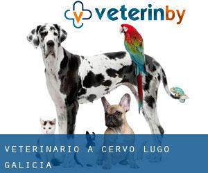 veterinario a Cervo (Lugo, Galicia)