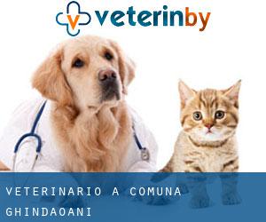 veterinario a Comuna Ghindăoani