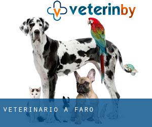veterinario a Faro