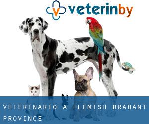 veterinario a Flemish Brabant Province veterinario a Flemish Brabant Province