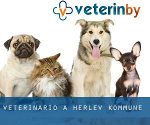 veterinario a Herlev Kommune