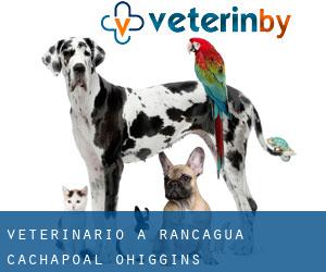 veterinario a Rancagua (Cachapoal, O'Higgins) veterinario a Rancagua (Cachapoal, O'Higgins)
