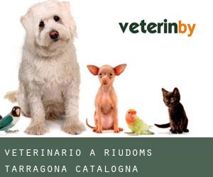veterinario a Riudoms (Tarragona, Catalogna)