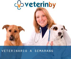 veterinario a Semarang veterinario a Semarang