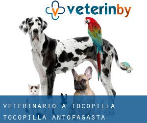 veterinario a Tocopilla (Tocopilla, Antofagasta) veterinario a Tocopilla (Tocopilla, Antofagasta)